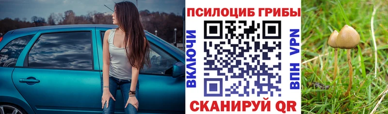 Купить где  Берёзовский  Псилоцибиновые грибы Psilocybe 